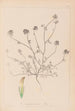 Herbier de la flore française Pl0327 - Louis Antoine Cusin — artwork view