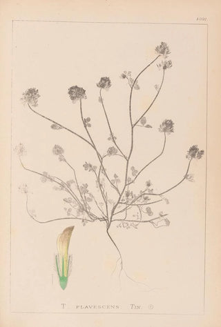 Herbier de la flore française Pl0327 - Louis Antoine Cusin — artwork view