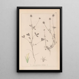 Herbier de la flore française Pl0329 - Louis Antoine Cusin — framed artwork on a wall