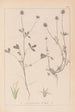 Herbier de la flore française Pl0329 - Louis Antoine Cusin — artwork view