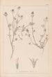 Herbier de la flore française Pl0330 - Louis Antoine Cusin — artwork view