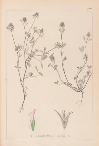Herbier de la flore française Pl0330 - Louis Antoine Cusin — artwork view
