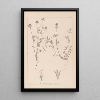 Herbier de la flore française Pl0330 - Louis Antoine Cusin — framed artwork on a wall