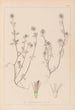Herbier de la flore française Pl0332 - Louis Antoine Cusin — artwork view