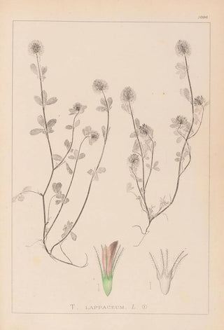 Herbier de la flore française Pl0332 - Louis Antoine Cusin — artwork view