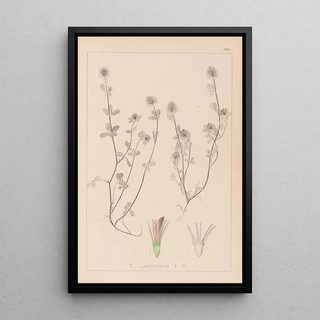 Herbier de la flore française Pl0332 - Louis Antoine Cusin — framed artwork on a wall