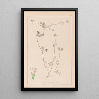 Herbier de la flore française Pl0333 - Louis Antoine Cusin — framed artwork on a wall