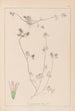 Herbier de la flore française Pl0333 - Louis Antoine Cusin — artwork view
