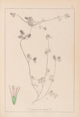 Herbier de la flore française Pl0333 - Louis Antoine Cusin — artwork view