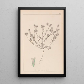 Herbier de la flore française Pl0334 - Louis Antoine Cusin — framed artwork on a wall