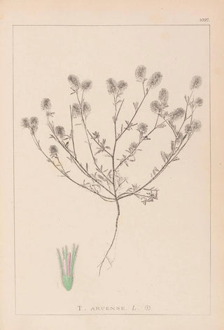Herbier de la flore française Pl0334 - Louis Antoine Cusin — artwork view