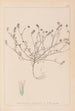 Herbier de la flore française Pl0335 - Louis Antoine Cusin — artwork view