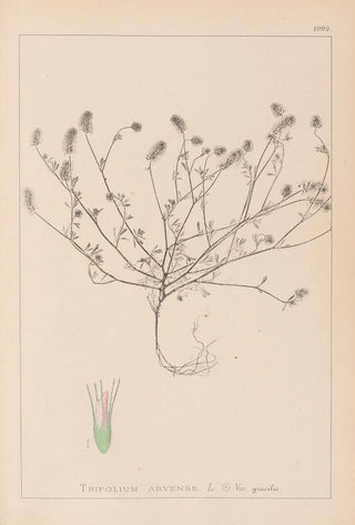Herbier de la flore française Pl0335 - Louis Antoine Cusin — artwork view