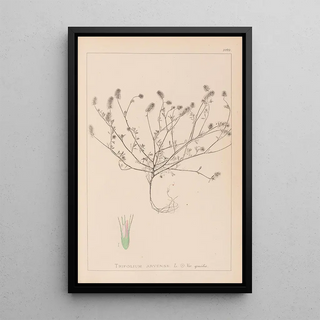 Herbier de la flore française Pl0335 - Louis Antoine Cusin — framed artwork on a wall