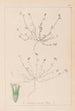 Herbier de la flore française Pl0337 - Louis Antoine Cusin — artwork view