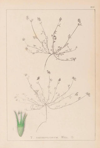 Herbier de la flore française Pl0337 - Louis Antoine Cusin — artwork view