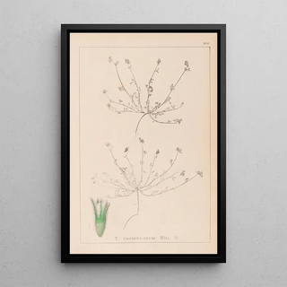 Herbier de la flore française Pl0337 - Louis Antoine Cusin — framed artwork on a wall