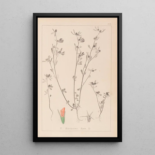 Herbier de la flore française Pl0338 - Louis Antoine Cusin — framed artwork on a wall