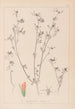 Herbier de la flore française Pl0338 - Louis Antoine Cusin — artwork view