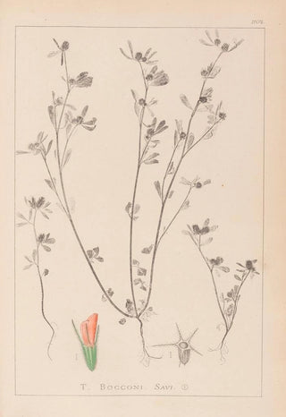 Herbier de la flore française Pl0338 - Louis Antoine Cusin — artwork view