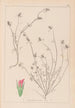Herbier de la flore française Pl0339 - Louis Antoine Cusin — artwork view