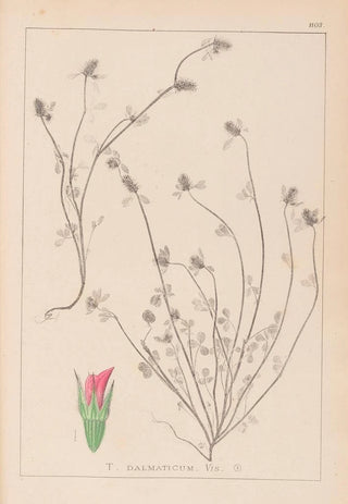 Herbier de la flore française Pl0339 - Louis Antoine Cusin — artwork view