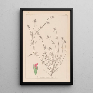 Herbier de la flore française Pl0339 - Louis Antoine Cusin — framed artwork on a wall