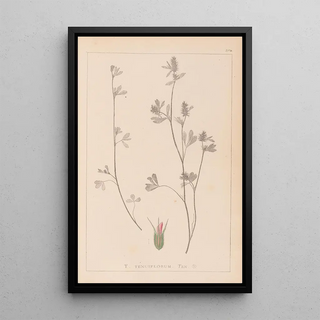 Herbier de la flore française Pl0340 - Louis Antoine Cusin — framed artwork on a wall