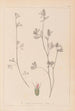 Herbier de la flore française Pl0340 - Louis Antoine Cusin — artwork view