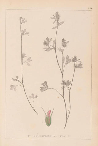 Herbier de la flore française Pl0340 - Louis Antoine Cusin — artwork view