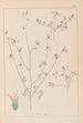 Herbier de la flore française Pl0341 - Louis Antoine Cusin — artwork view
