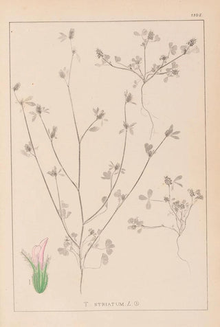 Herbier de la flore française Pl0341 - Louis Antoine Cusin — artwork view