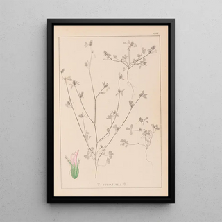 Herbier de la flore française Pl0341 - Louis Antoine Cusin — framed artwork on a wall