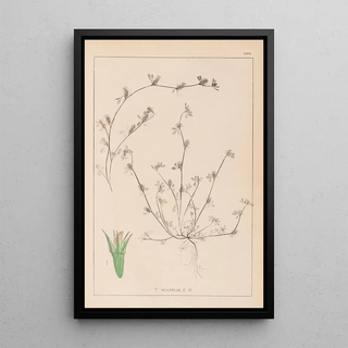 Herbier de la flore française Pl0342 - Louis Antoine Cusin — framed artwork on a wall