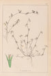 Herbier de la flore française Pl0342 - Louis Antoine Cusin — artwork view