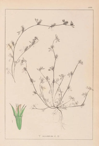 Herbier de la flore française Pl0342 - Louis Antoine Cusin — artwork view