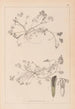 Herbier de la flore française Pl0343 - Louis Antoine Cusin — artwork view