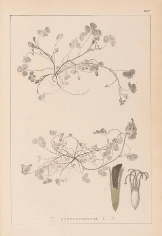 Herbier de la flore française Pl0343 - Louis Antoine Cusin — artwork view