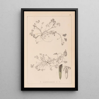 Herbier de la flore française Pl0343 - Louis Antoine Cusin — framed artwork on a wall