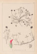 Herbier de la flore française Pl0344 - Louis Antoine Cusin — artwork view