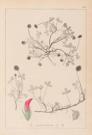Herbier de la flore française Pl0344 - Louis Antoine Cusin — artwork view
