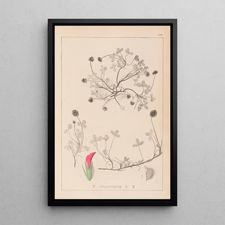 Herbier de la flore française Pl0344 - Louis Antoine Cusin — framed artwork on a wall
