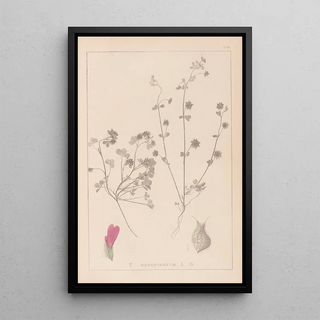 Herbier de la flore française Pl0345 - Louis Antoine Cusin — framed artwork on a wall