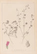 Herbier de la flore française Pl0345 - Louis Antoine Cusin — artwork view