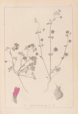 Herbier de la flore française Pl0345 - Louis Antoine Cusin — artwork view