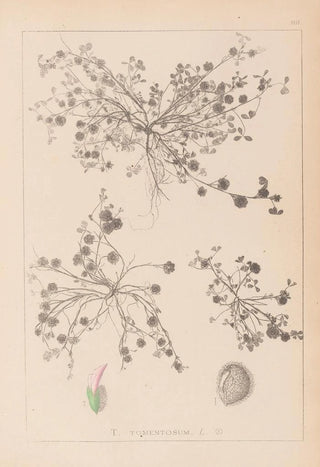 Herbier de la flore française Pl0346 - Louis Antoine Cusin — artwork view