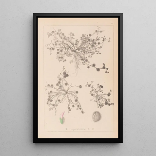 Herbier de la flore française Pl0346 - Louis Antoine Cusin — framed artwork on a wall