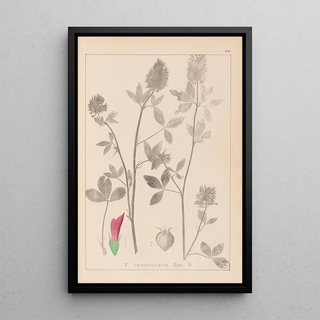 Herbier de la flore française Pl0347 - Louis Antoine Cusin — framed artwork on a wall