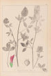 Herbier de la flore française Pl0347 - Louis Antoine Cusin — artwork view