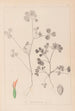 Herbier de la flore française Pl0348 - Louis Antoine Cusin — artwork view